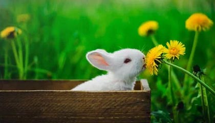 转会市场热闹，多队展开激烈角逐，转会足球队是什么意思